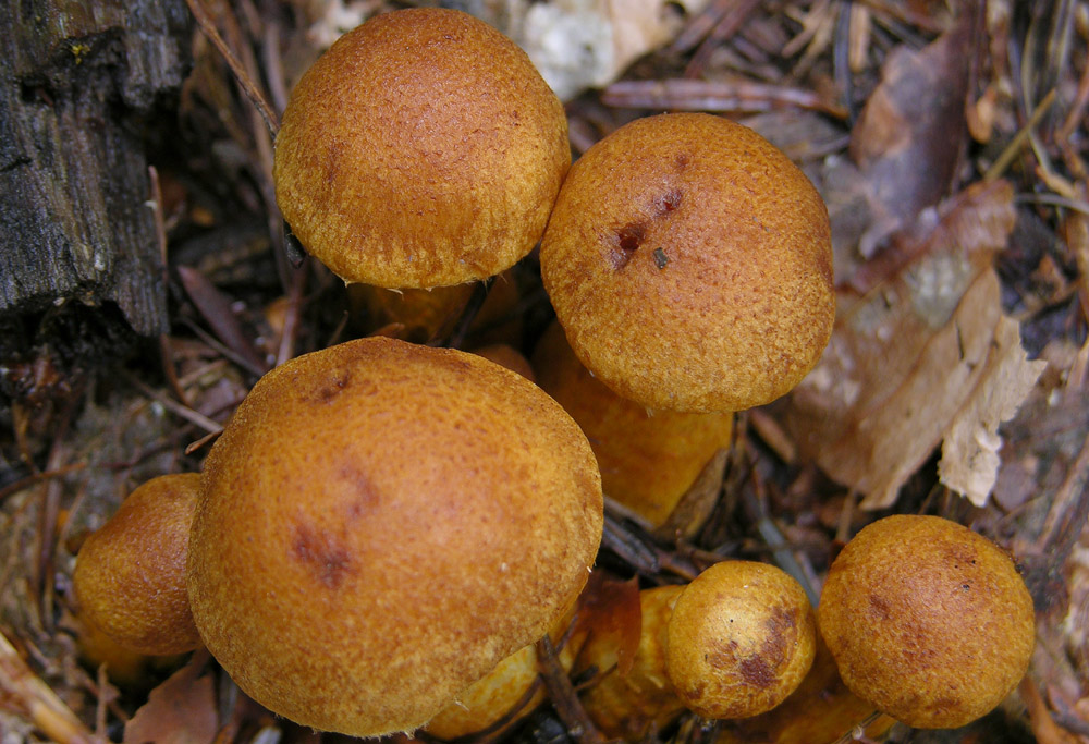 Serie Limonius-Sottosezione Orellani-Cortinarius tophaceus?